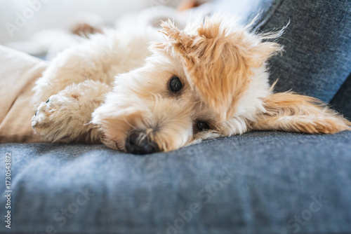 Wallpaper Mural Fluffy Malipoo (Moodle) puppy dozing off on a large sofa. Torontodigital.ca