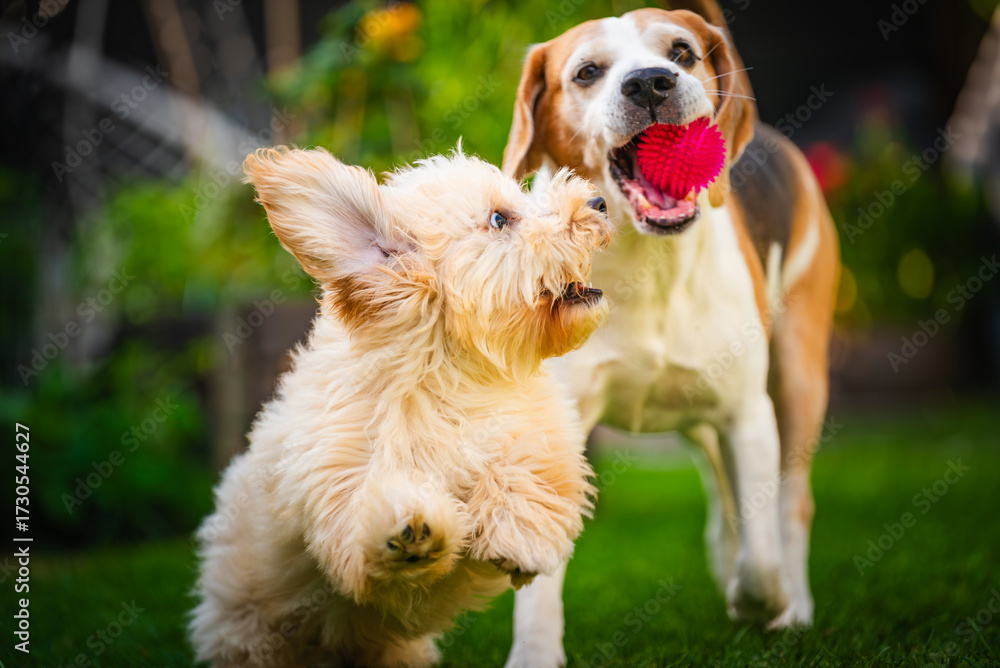 custom made wallpaper toronto digitalTwo dogs playing with a pink toy ball on a lush green lawn.
