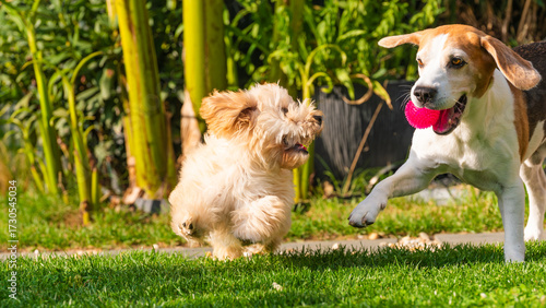 Wallpaper Mural Two dogs running on the lawn: a Malipoo puppy chasing a Beagle with a pink toy. Torontodigital.ca
