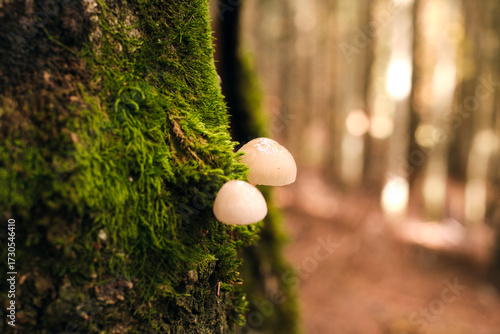 Funghi bianchi su tronco muschioso in foresta