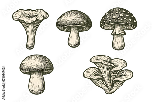 Detailed Collection of Various Wild and Edible Fungi Species Rendered in Classic Vintage Hand Drawn Botanical Style