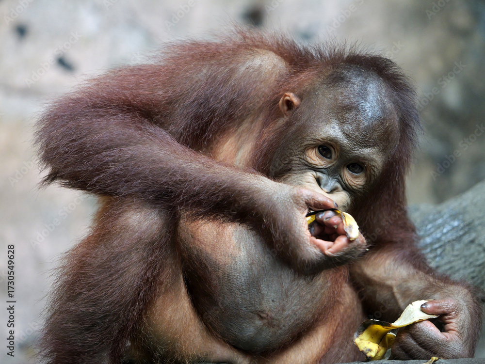 Naklejka premium Baby Bornean Orang Utan Kalimantan enjoying meals and looking at camera. The Bornean orangutan, Pongo pygmaeus, is a species of orangutan native to the island of Borneo. 