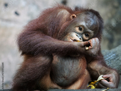 Baby Bornean Orang Utan Kalimantan enjoying meals and looking at camera. The Bornean orangutan, Pongo pygmaeus, is a species of orangutan native to the island of Borneo. 