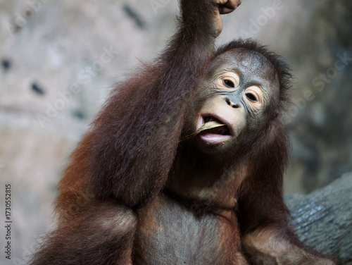 Baby Bornean Orang Utan Kalimantan enjoying meals and looking at camera. The Bornean orangutan, Pongo pygmaeus, is a species of orangutan native to the island of Borneo. 
