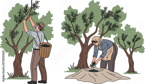 Farmers harvesting olives from trees, traditional agriculture, rural lifestyle, organic farming, olive garden, Mediterranean culture, natural food production, countryside