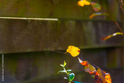 Green and colorful garden in bright sunlight in autumn, Almere, Flevoland, The Netherlands, September, 2025