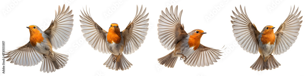 Obraz premium European robin flying isolated on transparent background