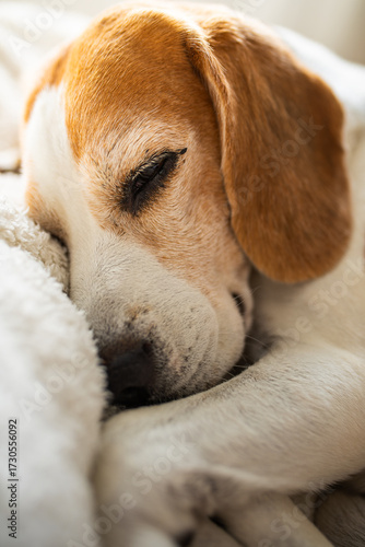 Wallpaper Mural Cute Beagle dog sleeping on sofa Torontodigital.ca
