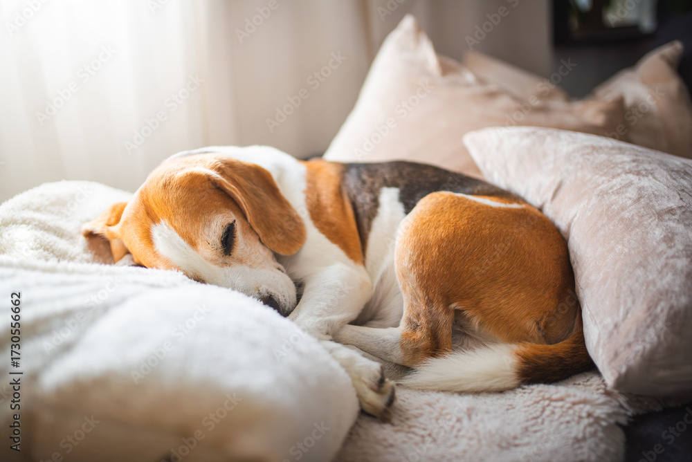 custom made wallpaper toronto digitalCute Beagle dog sleeping on sofa