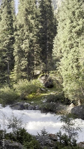 a mountain river in a coniferous forest on a sunny summer day
