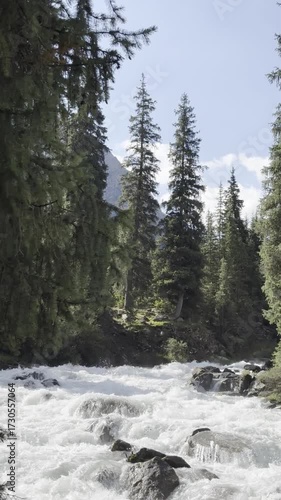 a mountain river in a coniferous forest on a sunny summer day