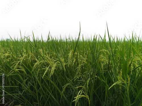 rice fields