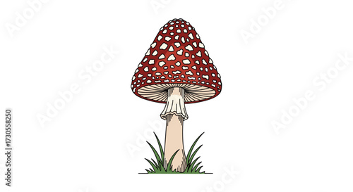 Amanita muscaria a poisonous mushroom found in many forests.