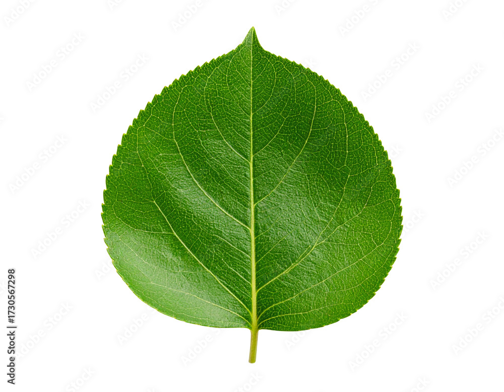 Fototapeta premium Green leaves Plant isolated 