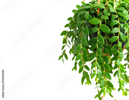 Green succulent leaves hanging vines ivy bush climbing epiphytic plant (Dischidia sp