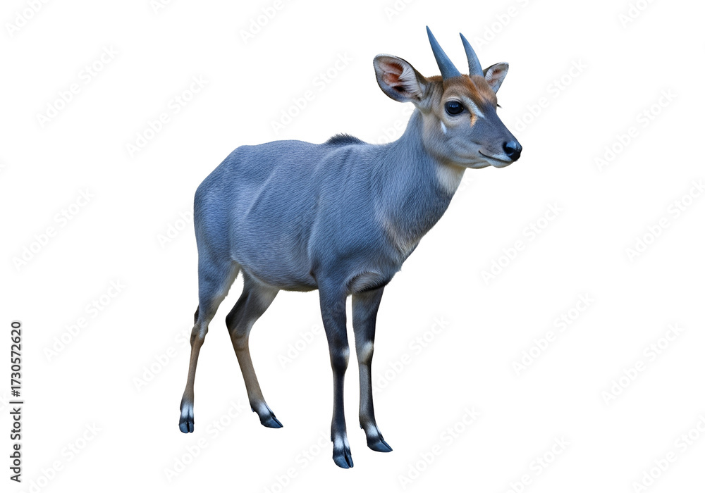 Fototapeta premium A gray-blue antelope stands poised against a stark black backdrop, showcasing its elegant profile and intricate details.
