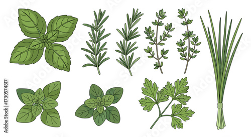 Fresh green aromatic culinary herbs set including basil rosemary thyme parsley oregano and chives isolated on transparent background vector illustration svg