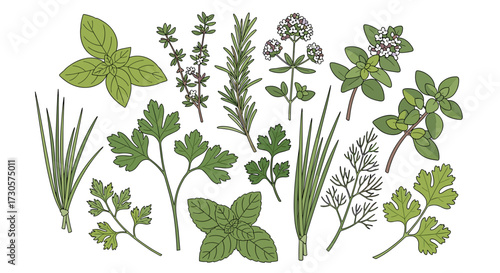 Collection of fresh culinary herbs like basil, rosemary, and thyme. Hand-drawn botanical SVG vector illustration set of garden seasonings for cooking.