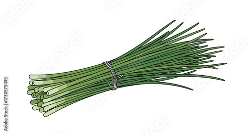 A fresh bunch of green chives, a culinary herb for cooking and garnish, shown as a detailed vector illustration and isolated on a transparent background.