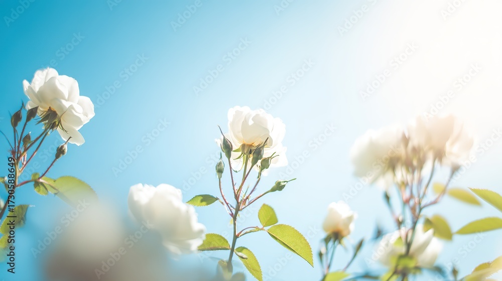 Obraz premium White roses blooming under a clear blue sky, symbolizing purity and springtime.