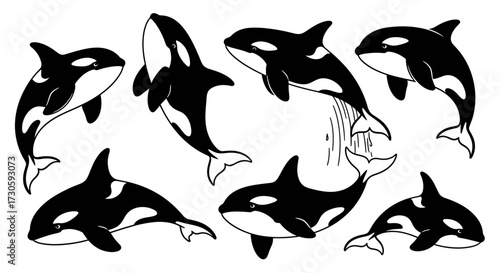 A playful pod of orcas depicted in simple monochrome graphic style illustration