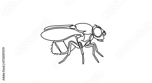Detailed line drawing of a fly conveying simplicity and biological accuracy insect portrayal