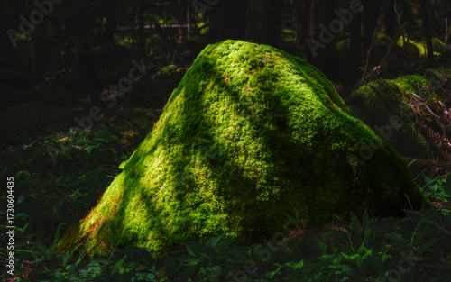 Large moss-covered boulder in a lush forest with dappled summer sunlight in Nagano, Japan.