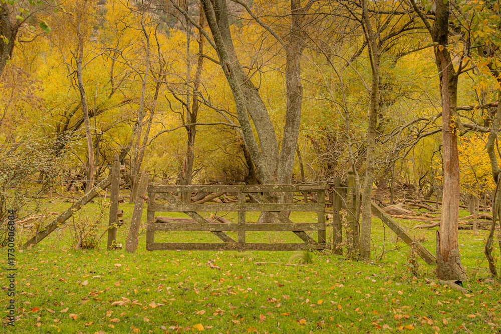 Naklejka premium Paisaje, otoño, bosque