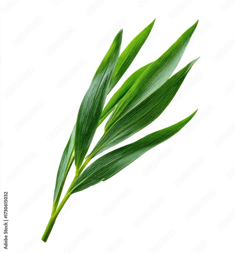 Fototapeta premium Fresh green leaves on a stem