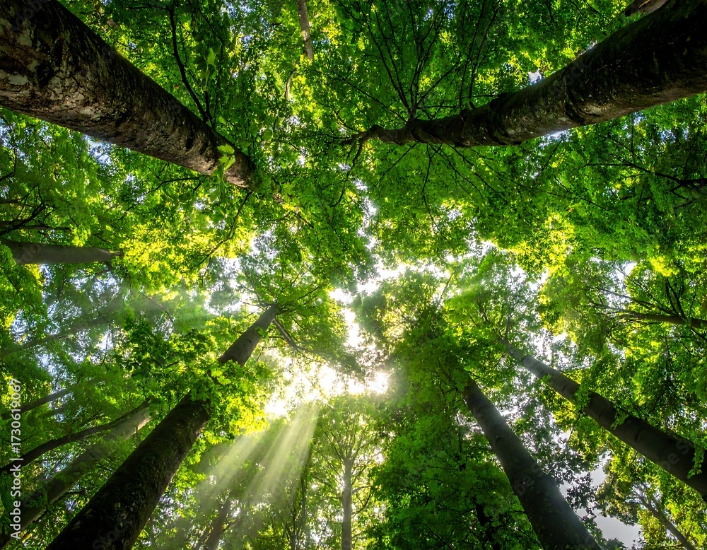 Naklejka premium Lush forest canopy (3)