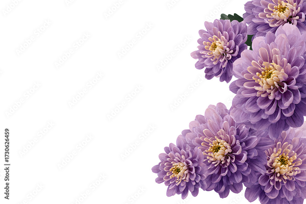 Fototapeta premium Purple chrysanthemum bouquet flower botanical cluster autumn elegant accent. Isolated on transparent.