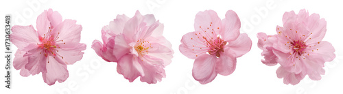 Set of beautiful Cherry blossom, Sakura flowers in pink color tone isolated on transparent background.
