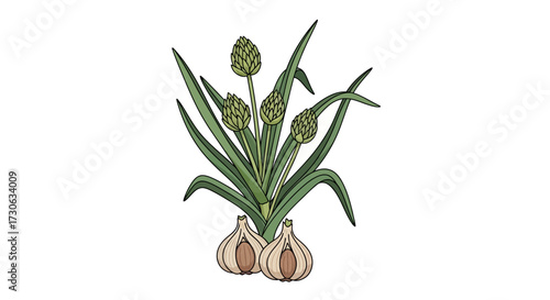 Botanical illustration of a green plant with spiky flower heads and two garlic bulbs at its base, depicted on a white background.