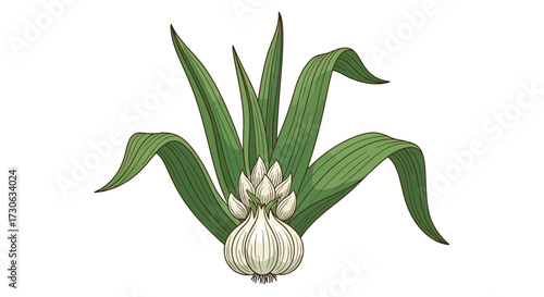 Detailed illustration of a fresh garlic plant featuring a prominent white bulb and long, vibrant green leaves.