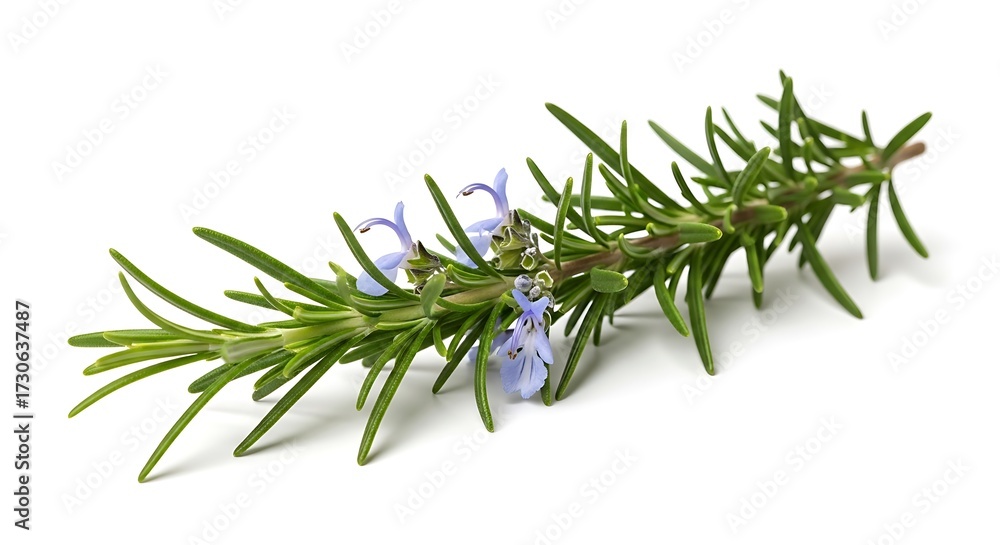 Fototapeta premium Fresh Rosemary Sprig with Flowers.