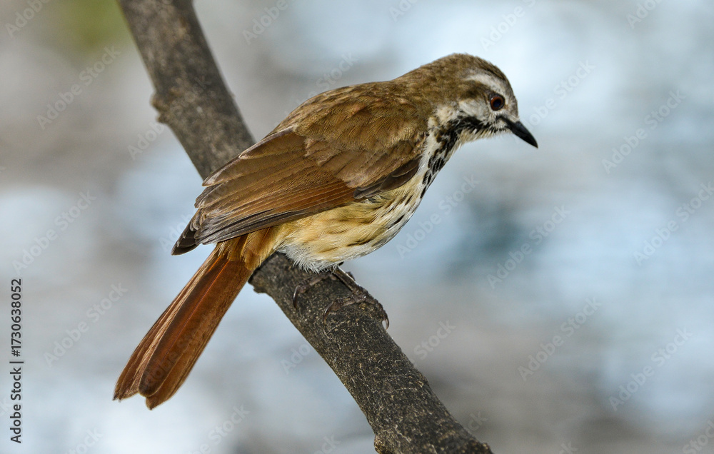 Naklejka premium Cichladuse tachetée, Cichladusa guttata, Spotted Palm Thrush