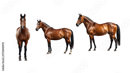 two brown horses