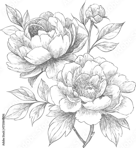 Vector botanical illustration of blooming peony flowers with detailed petals and leaves, elegant black and white floral sketch perfect for tattoo design, decoration and art print
