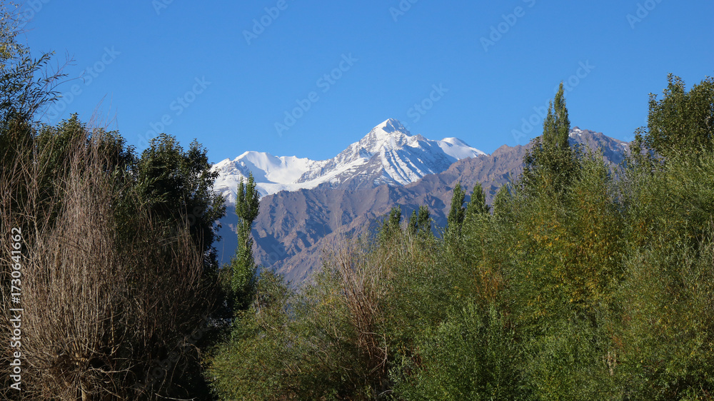 Obraz premium Snow capped mountain peak and trees in Ladakh, India.