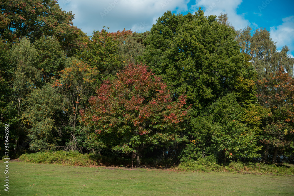 Naklejka premium Windsor Great Park in England.