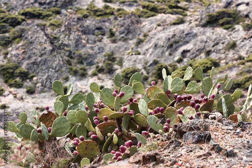 Des figues de Barbarie, Espagne
