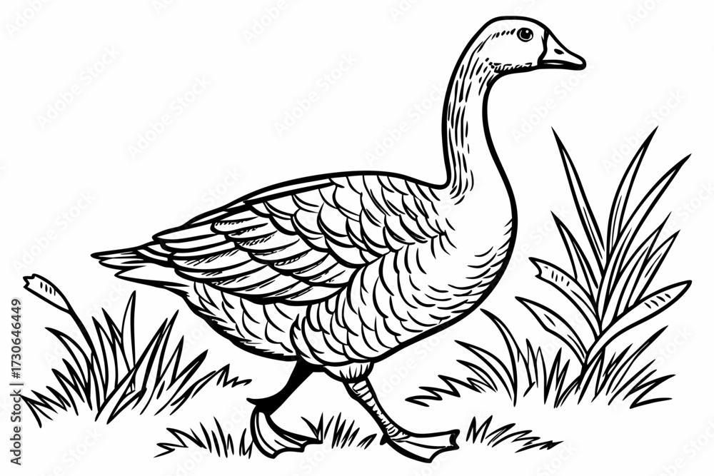 Fototapeta premium Vector illustration of a single goose peacefully walking, minimal black outline, isolated on clean white background, cute concept