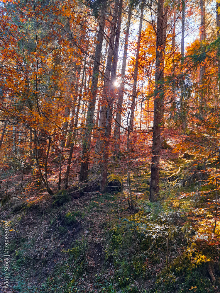 Obraz premium autumn in the forest