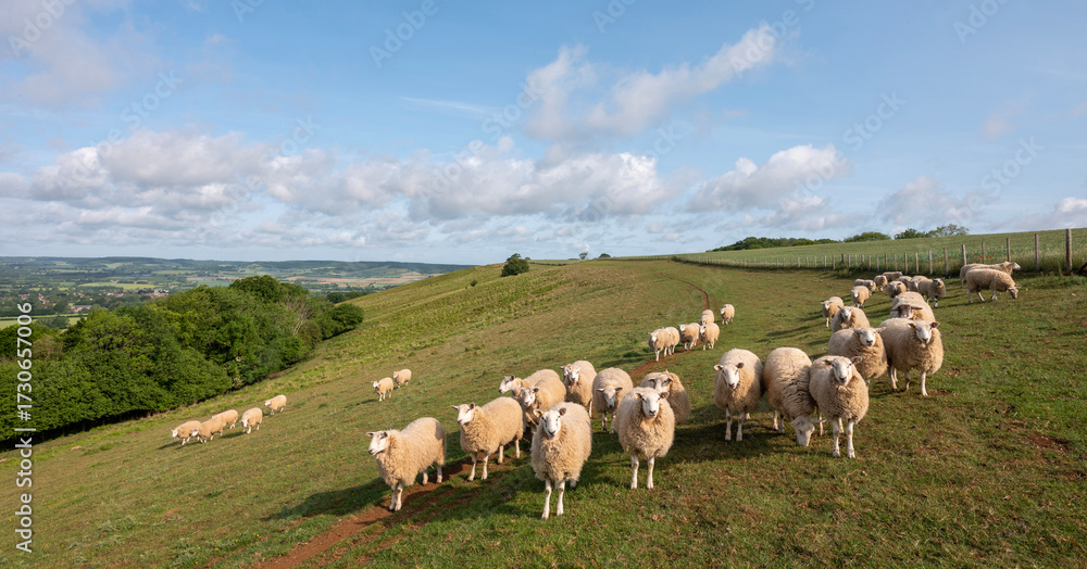 Fototapeta premium flock of sheep on north downs in kent near wye on sunny summer morning
