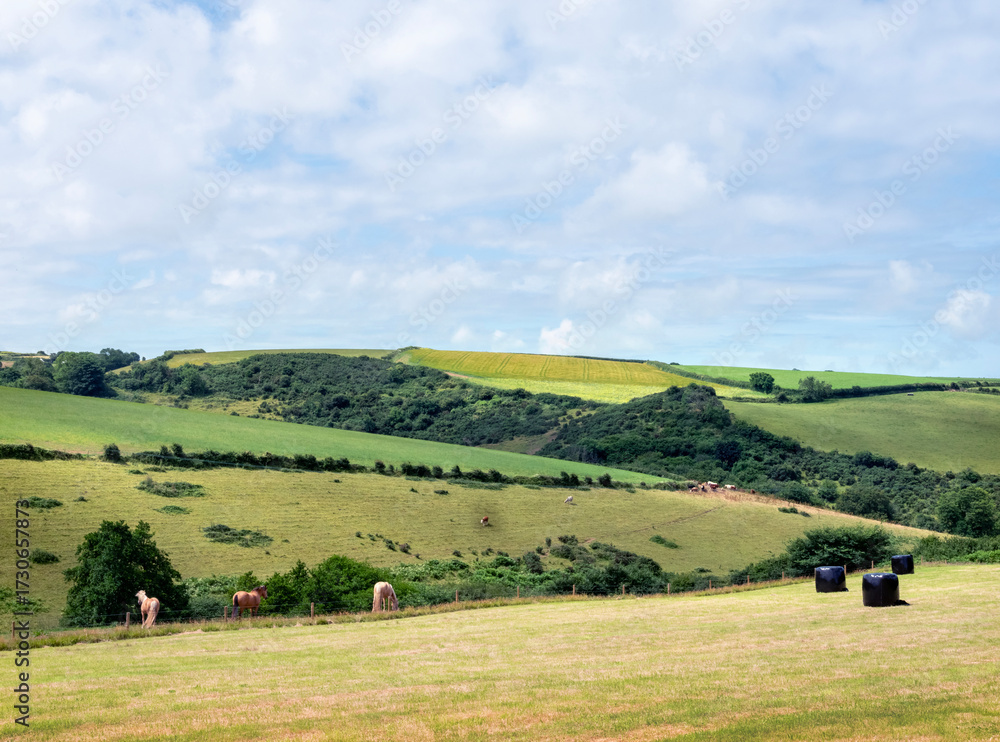 Fototapeta premium horses in meadow near port isaac in cornwall under blue sky