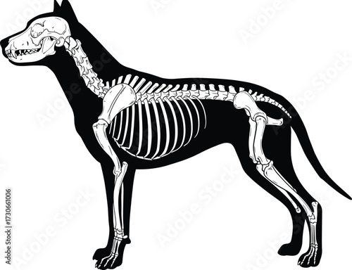 "Dog anatomy vector with skeletal structure overlay, skull, spine, limbs, veterinary silhouette for educational and medical design use"