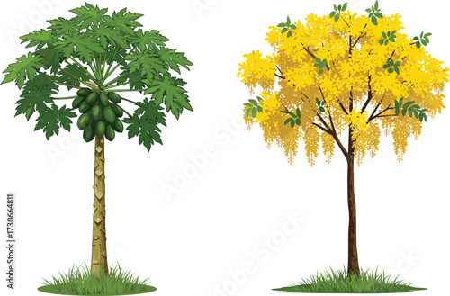 Realistic tropical papaya tree with green fruits and golden shower tree with yellow blossoms, exotic garden nature, summer foliage illustration