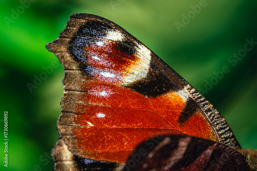 Motyl pawik (Aglais io) na fioletowym kwiecie astrów w ujęciu makro. / Peacock butterfly (Aglais io) on a purple aster flower in macro close-up.