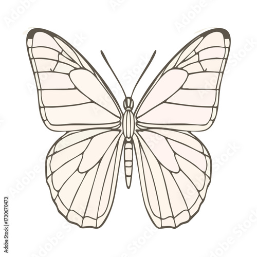 Elegant Butterfly Line Art Vector