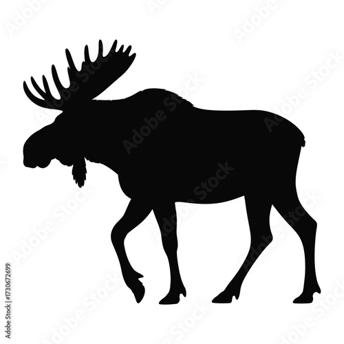 Silhouette of a majestic bull moose with large antlers walking